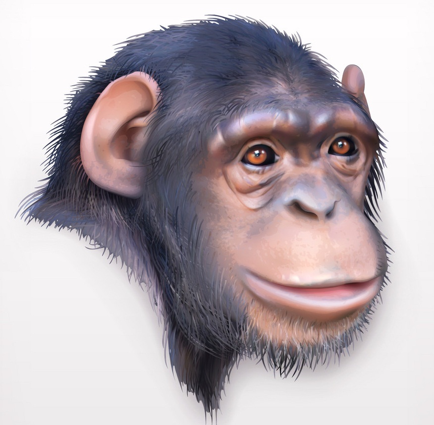 chimpanzee head