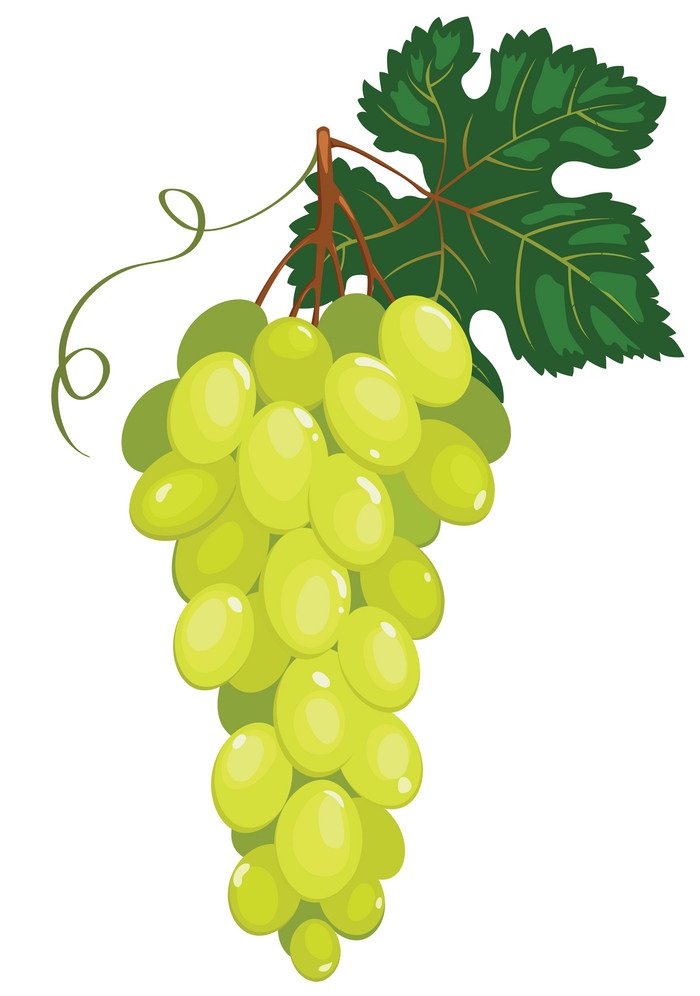 cluster of dark green grapes