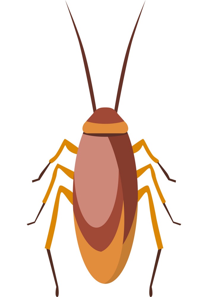 cockroach bug