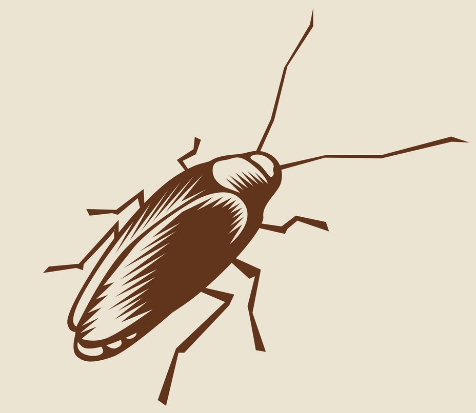 cockroach flat design