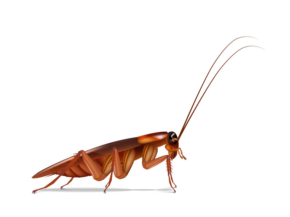 cockroach side view