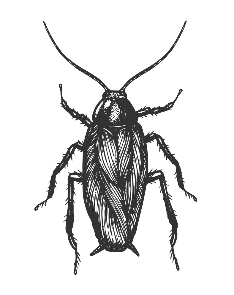 cockroach sketch