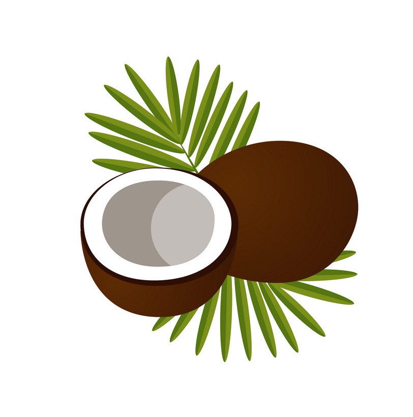 coconut logo icon
