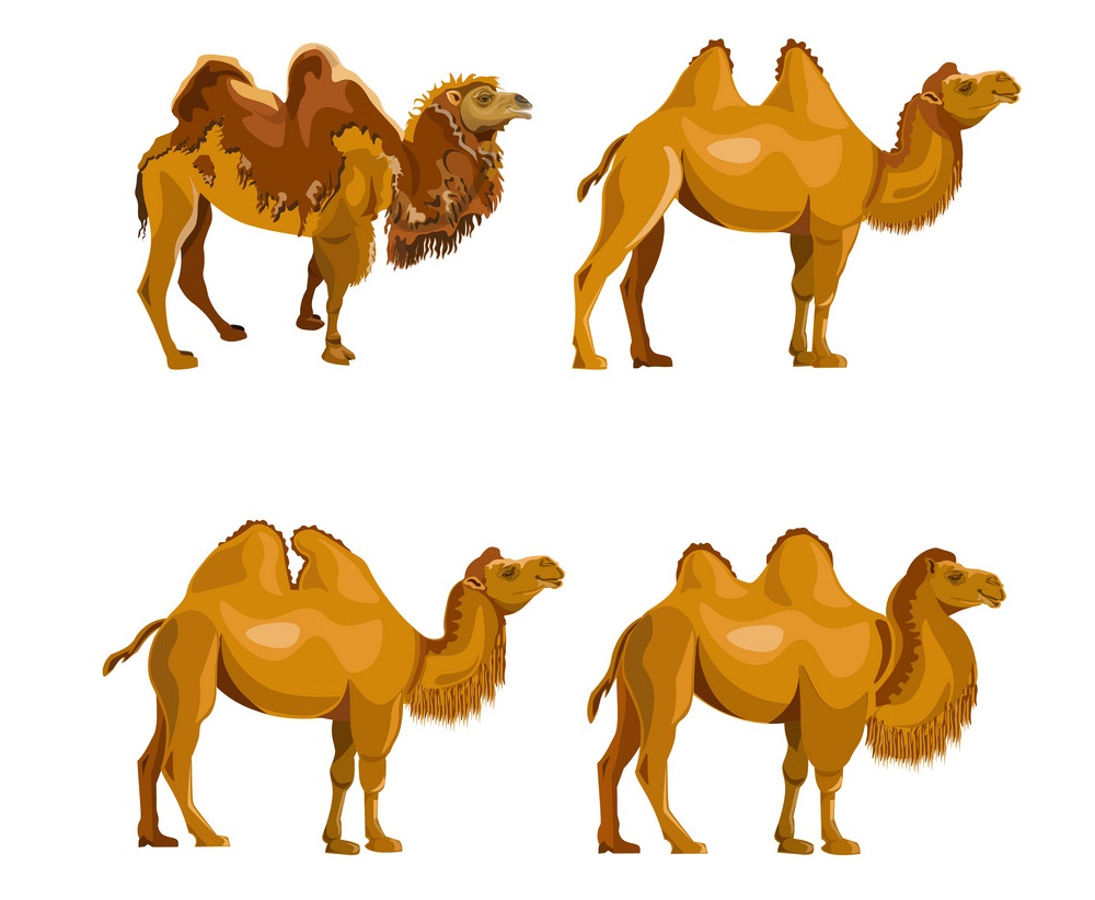 collection of bactrian camels