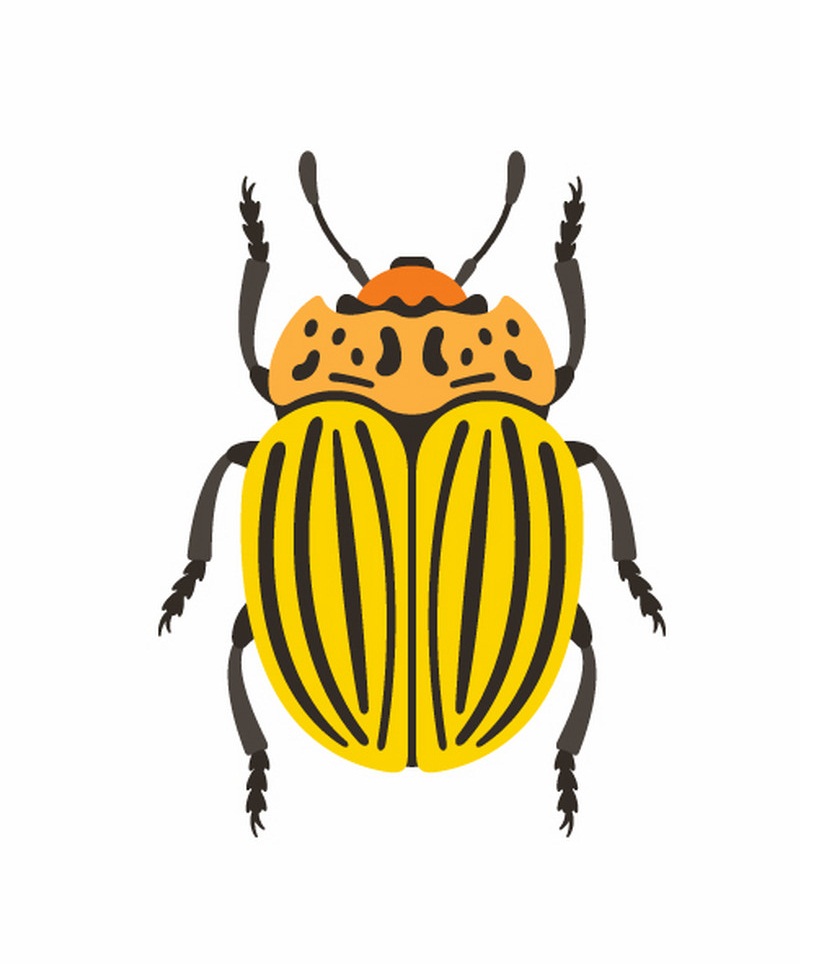 colorado beetle 1