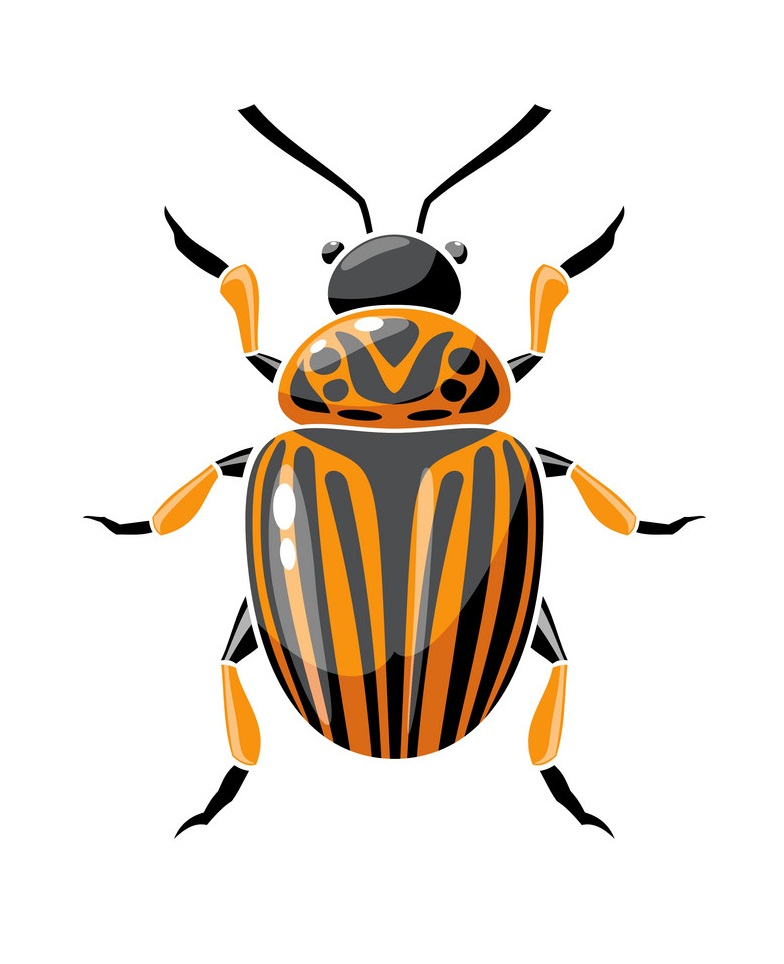 colorado beetle 2