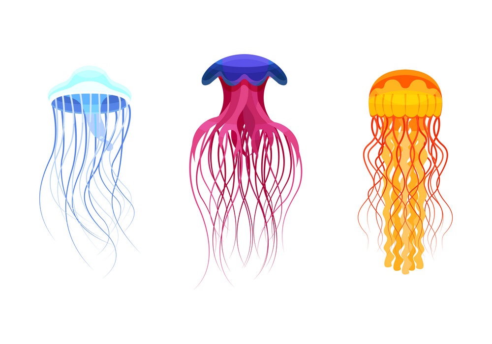 colorful jellyfish