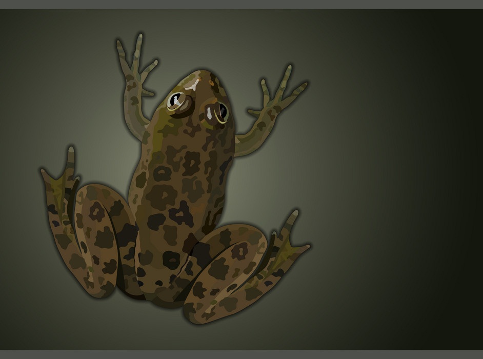 common water frog top view