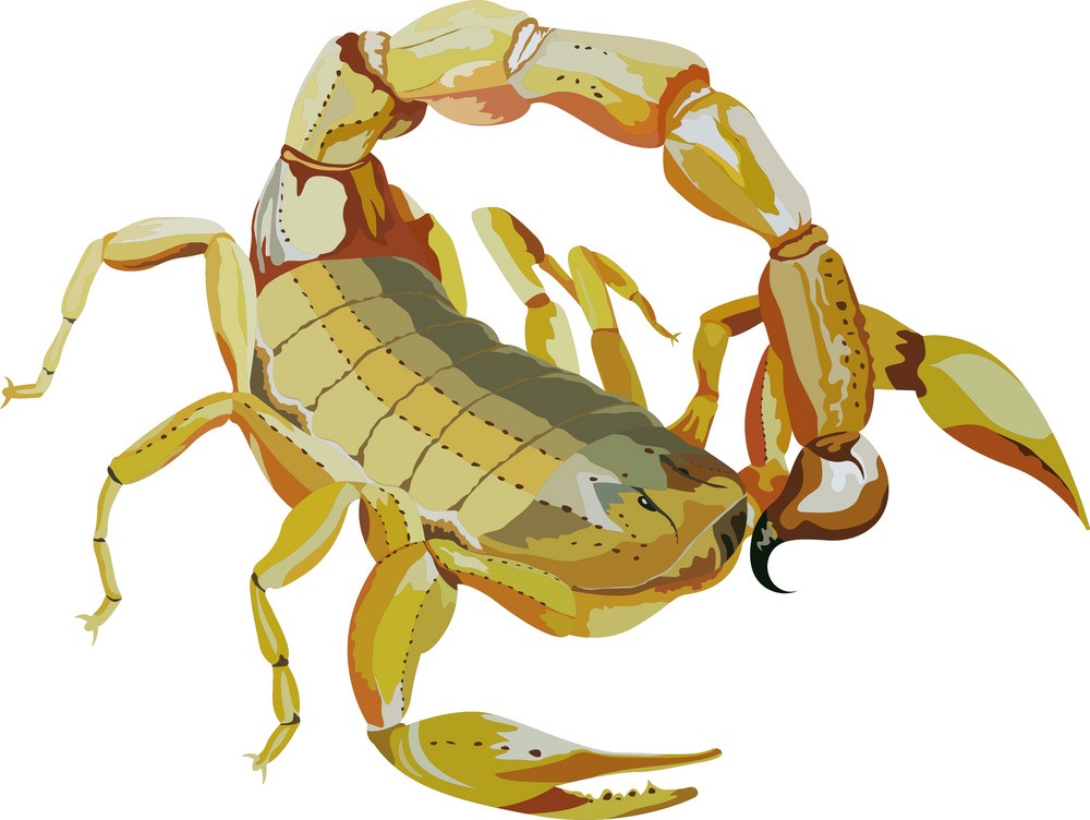 common yellow scorpion