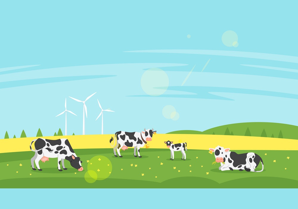 cows graze in a field