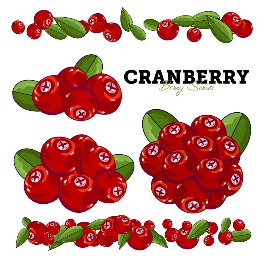 cranberries 3