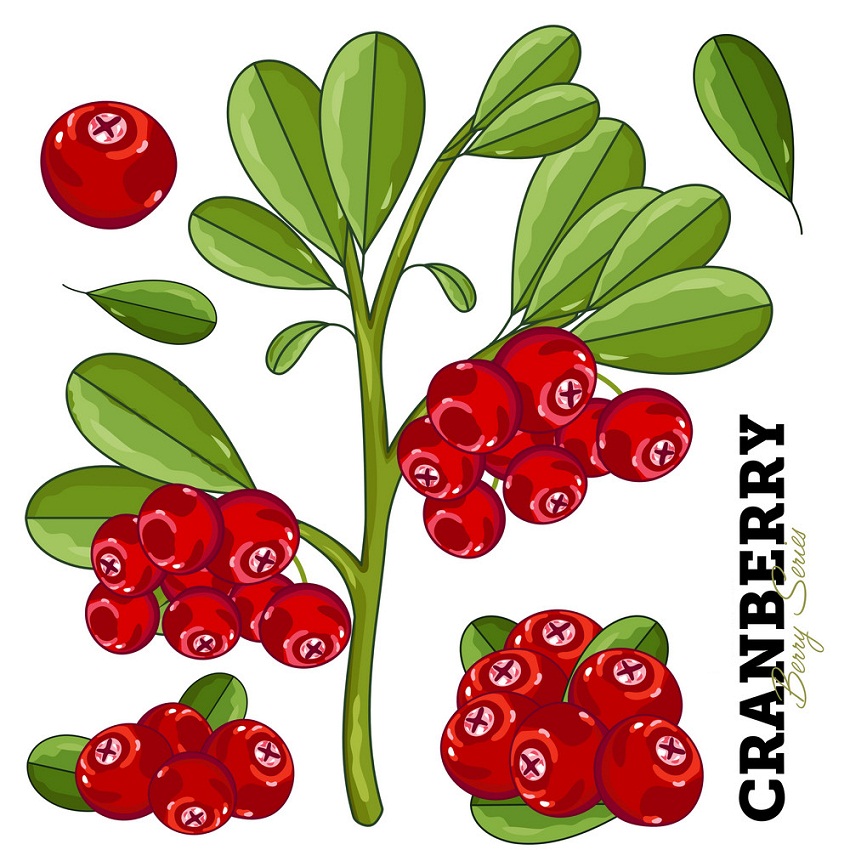 cranberries bunches