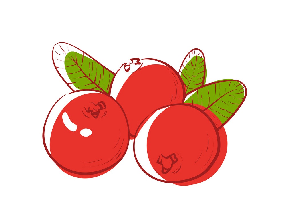 cranberries fruit drawing