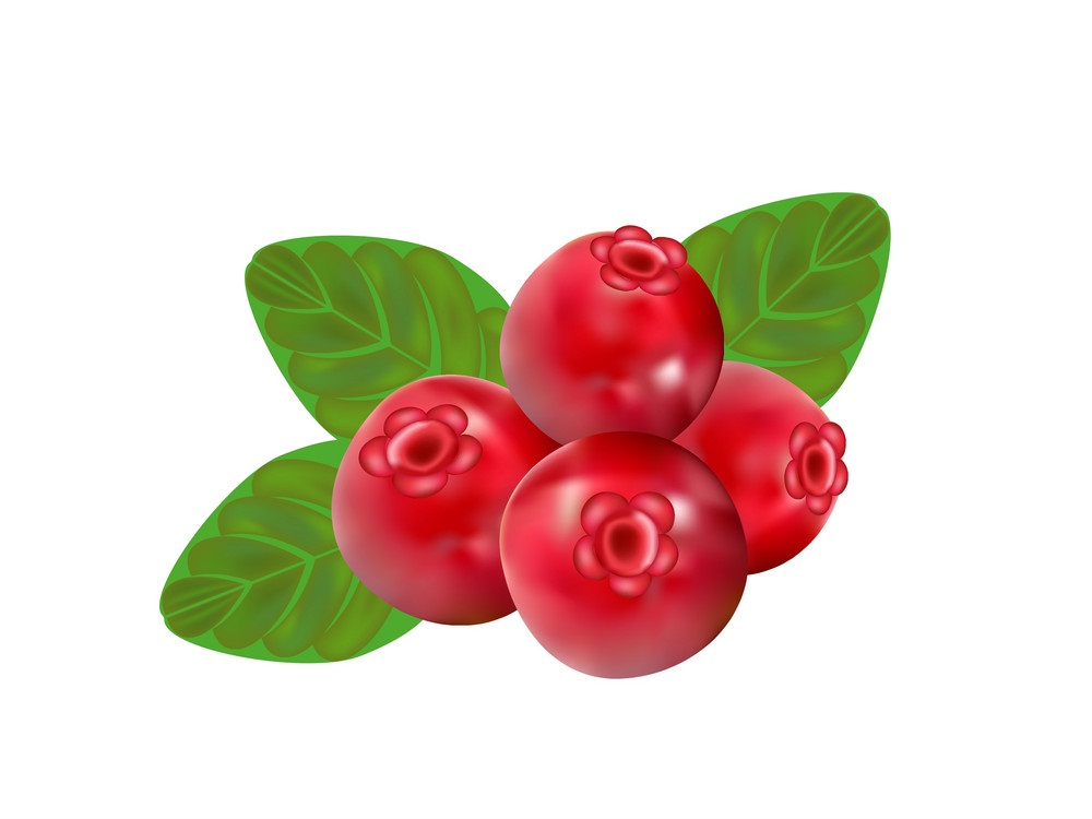 cranberry fruits