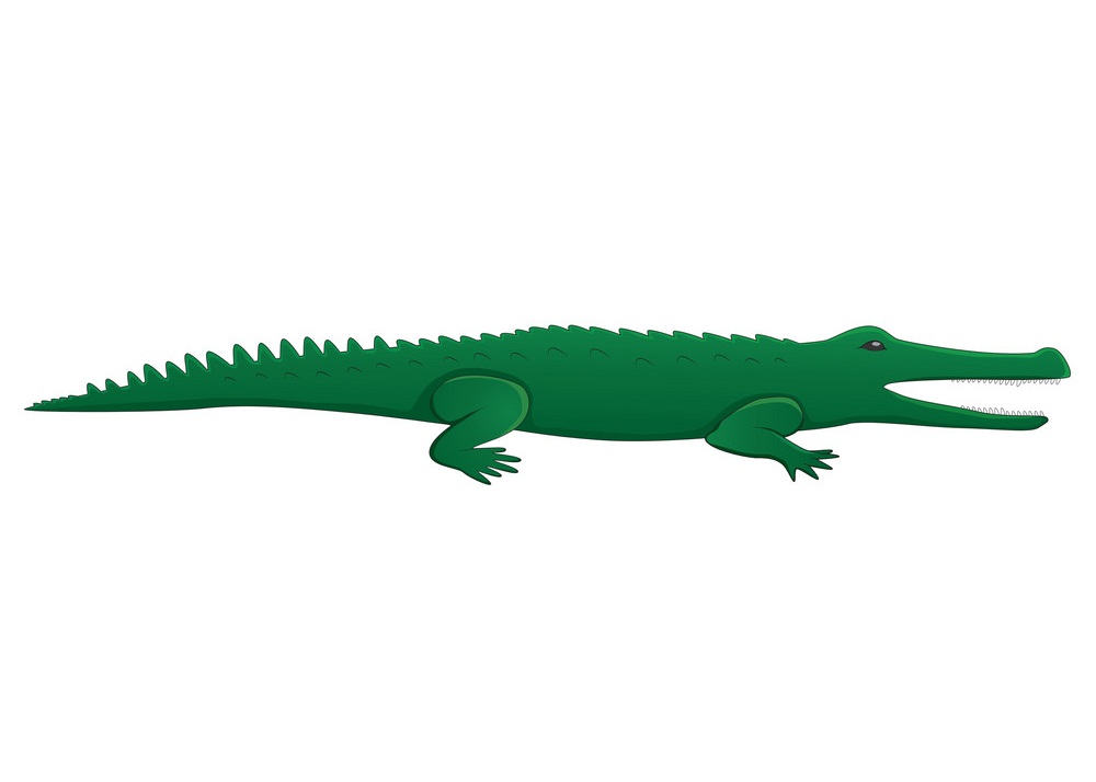 crocodile flat design