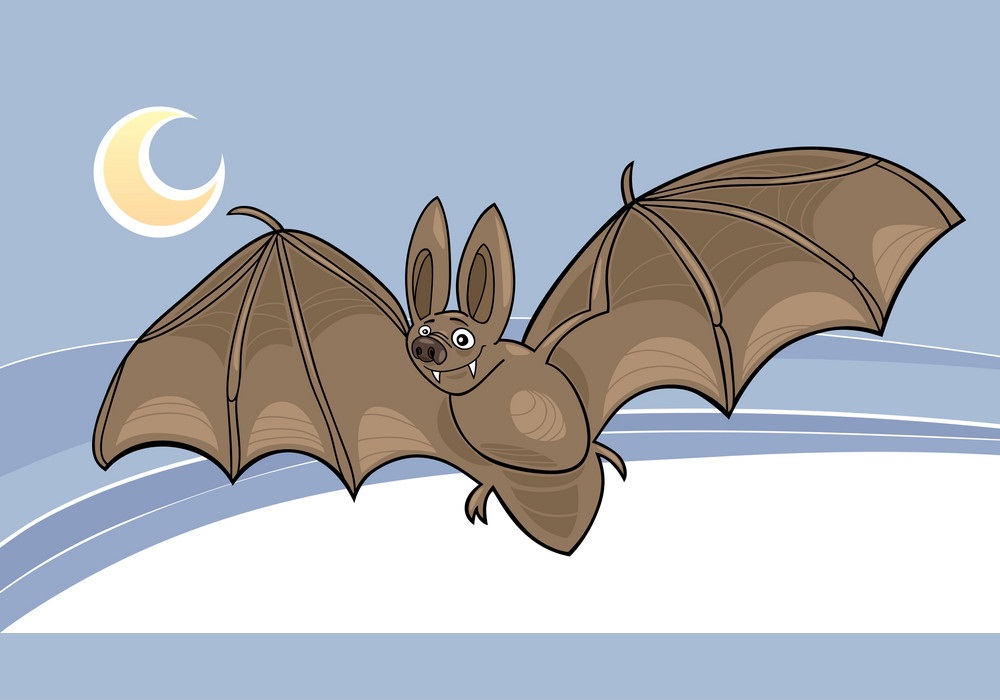 cute bat flying at night