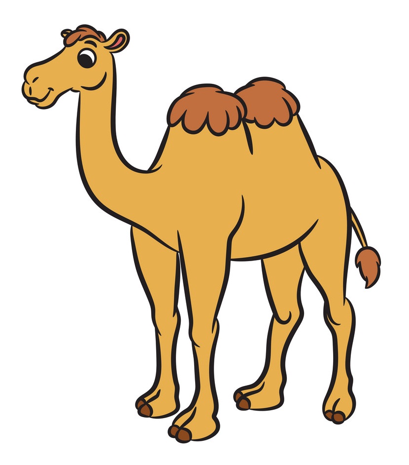 cute camel