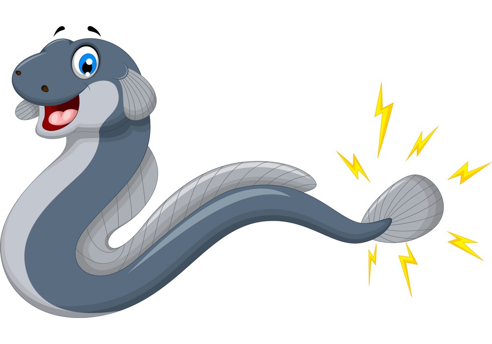 cute electric eel