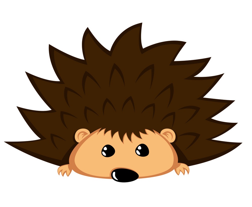 cute lazy hedgehog