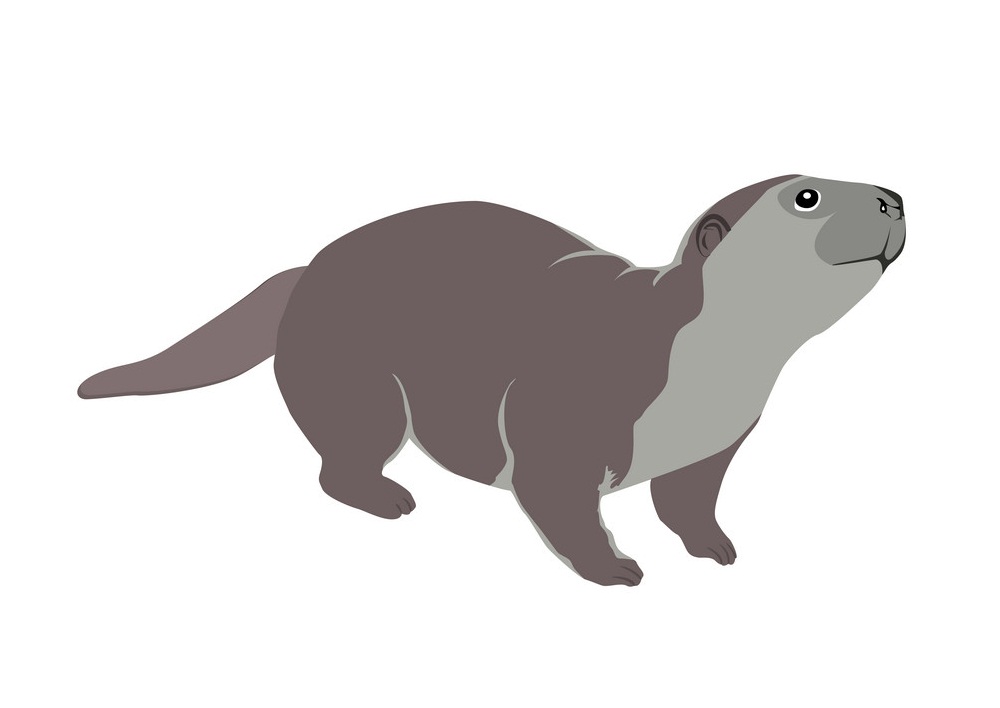 cute otter