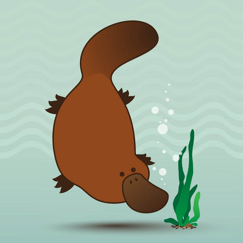cute platypus swimming