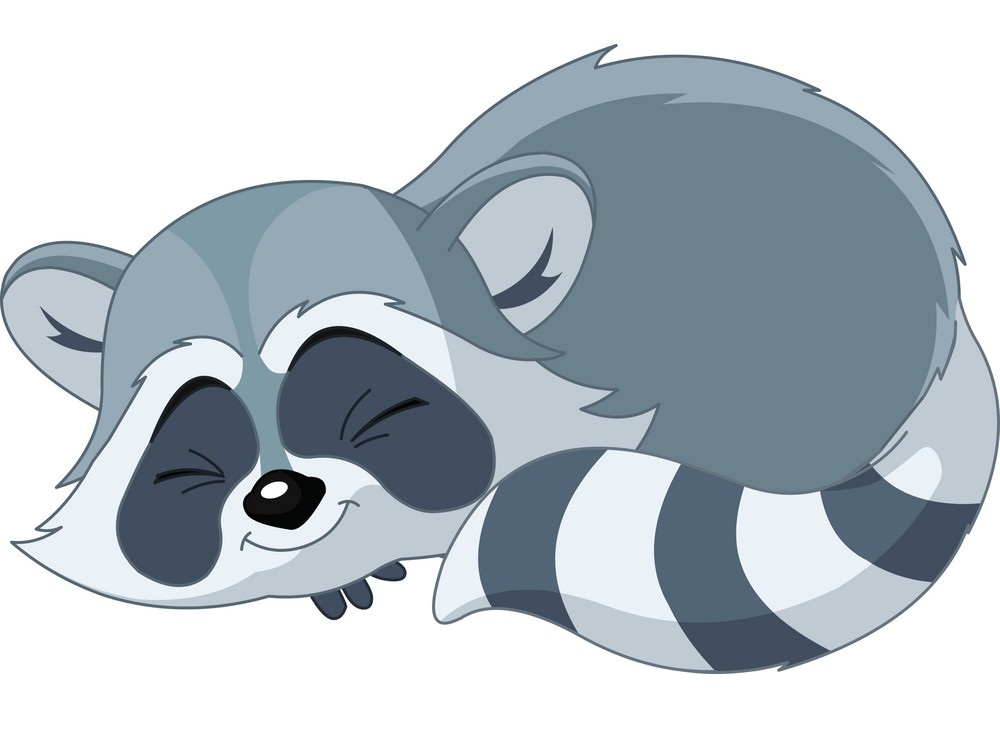 cute raccoon sleeping