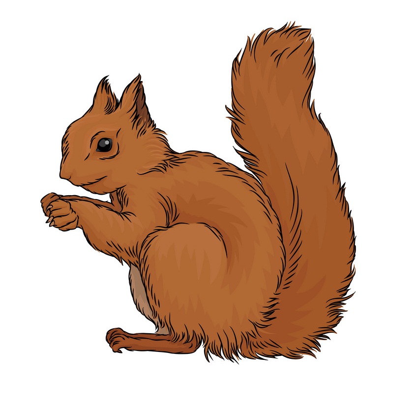 cute red squirrel