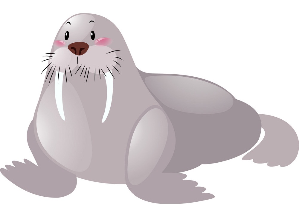 cute walrus 1
