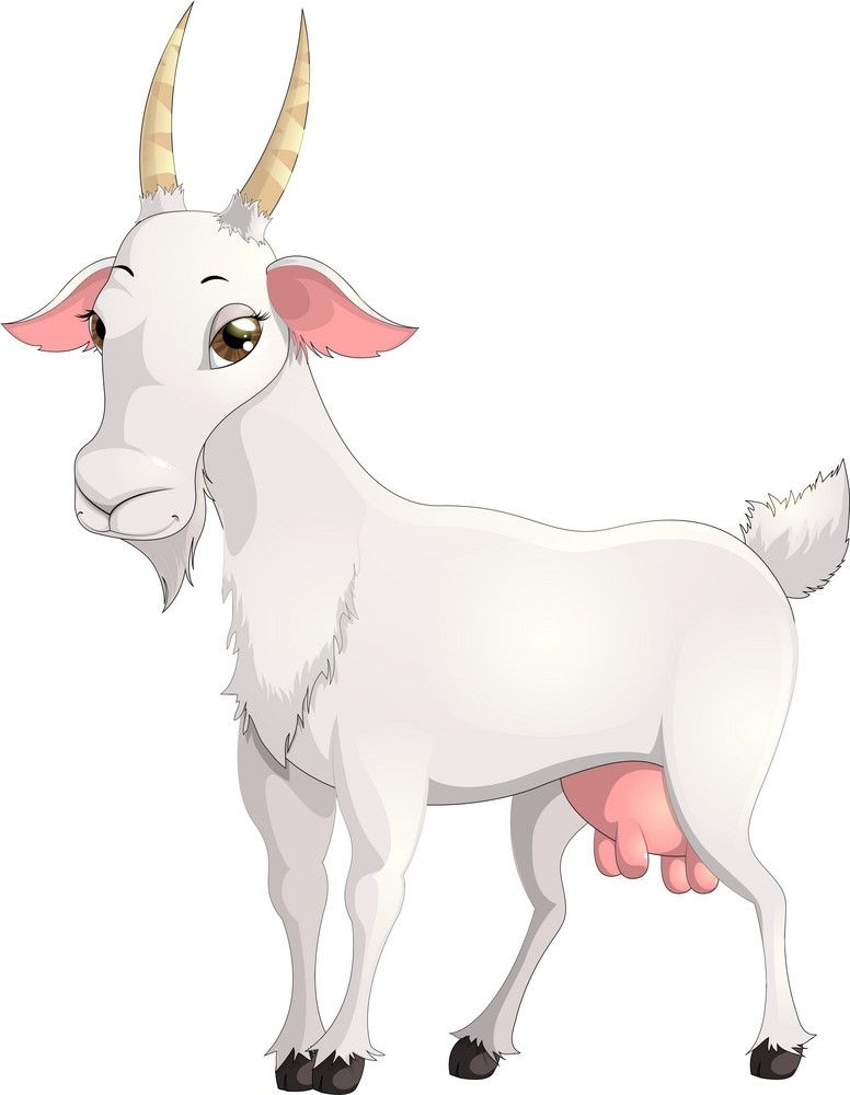 cute white goat