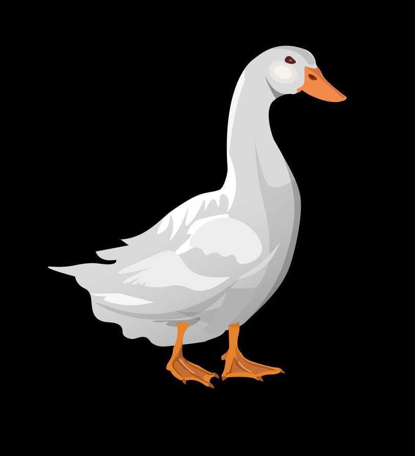 domestic white duck on black background