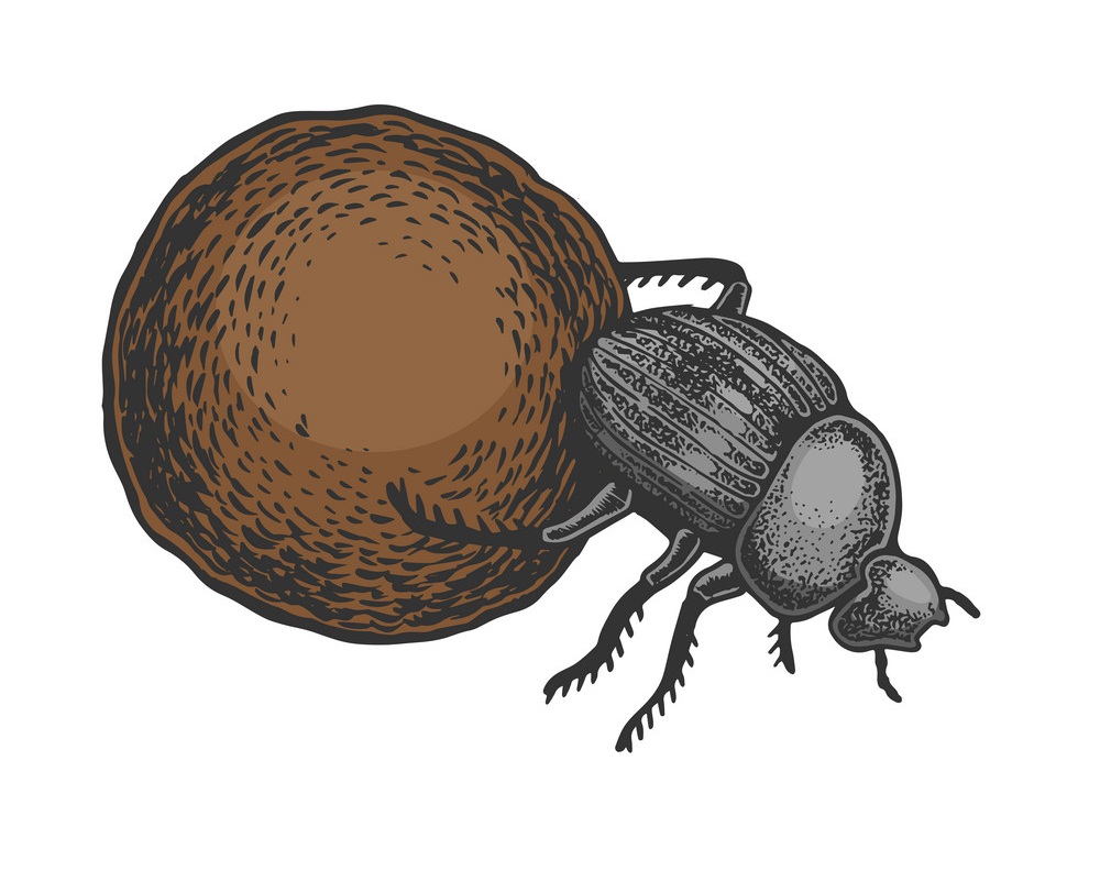 dor beetle