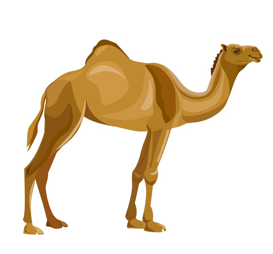 dromedary camel