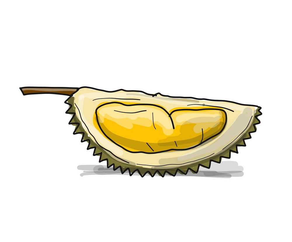 durian piece sketch