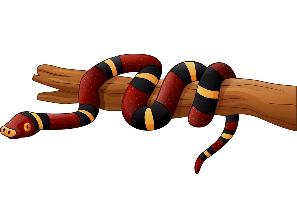 eastern coral snake on a branch