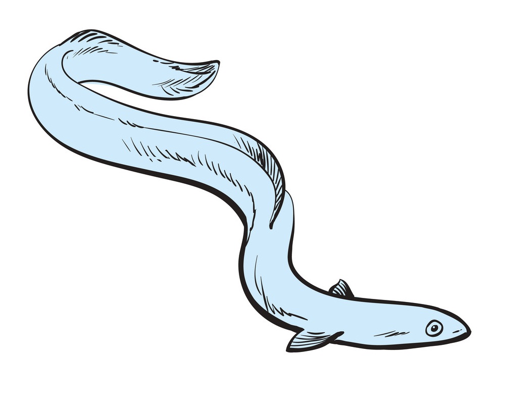 eel fish sketch