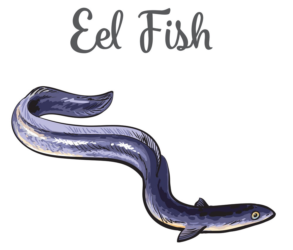 Eel Clipart
