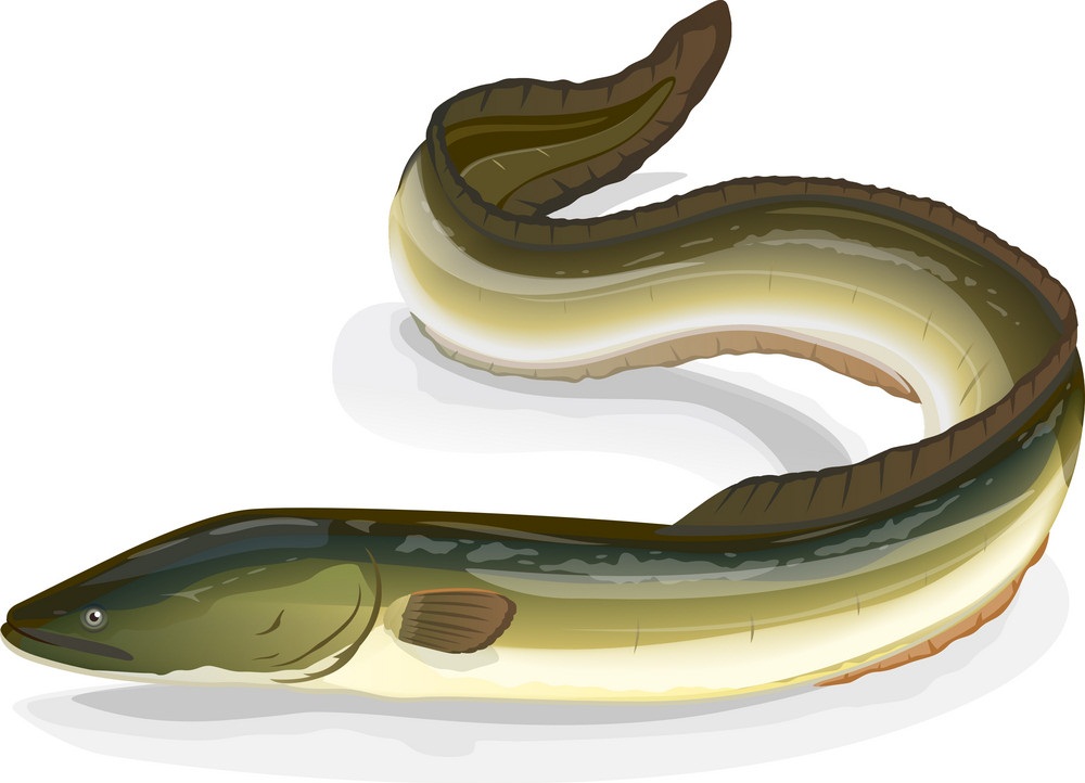 eel