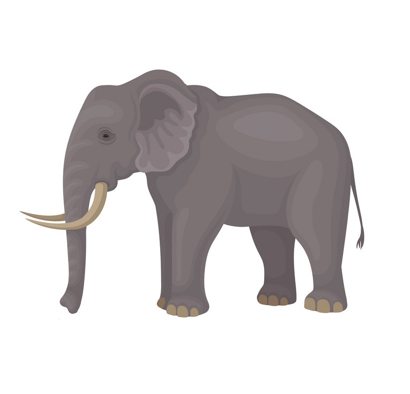 elephant looks sad