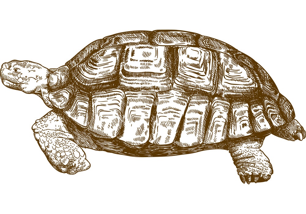 engraving big turtle