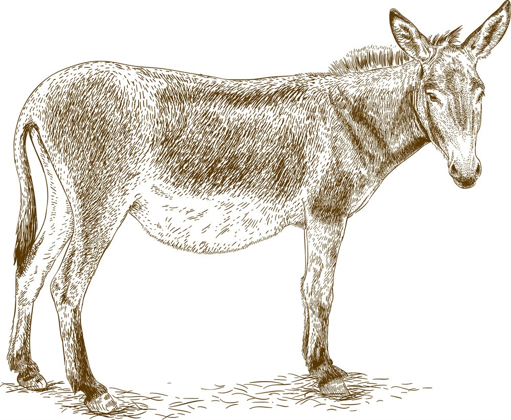 engraving donkey