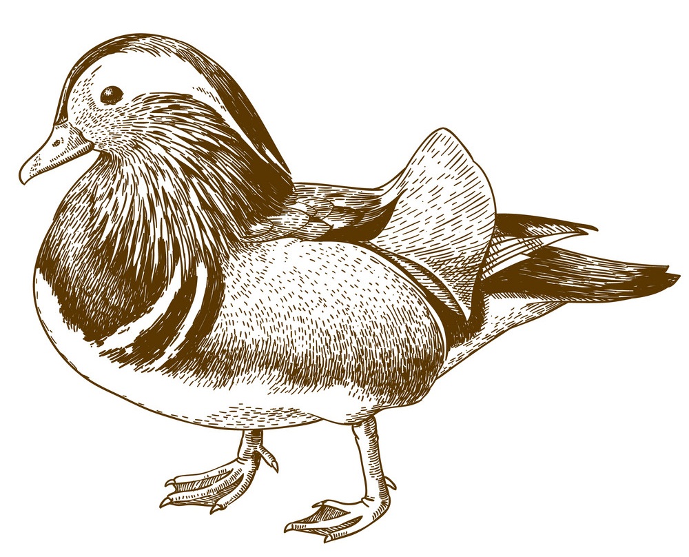 engraving duck