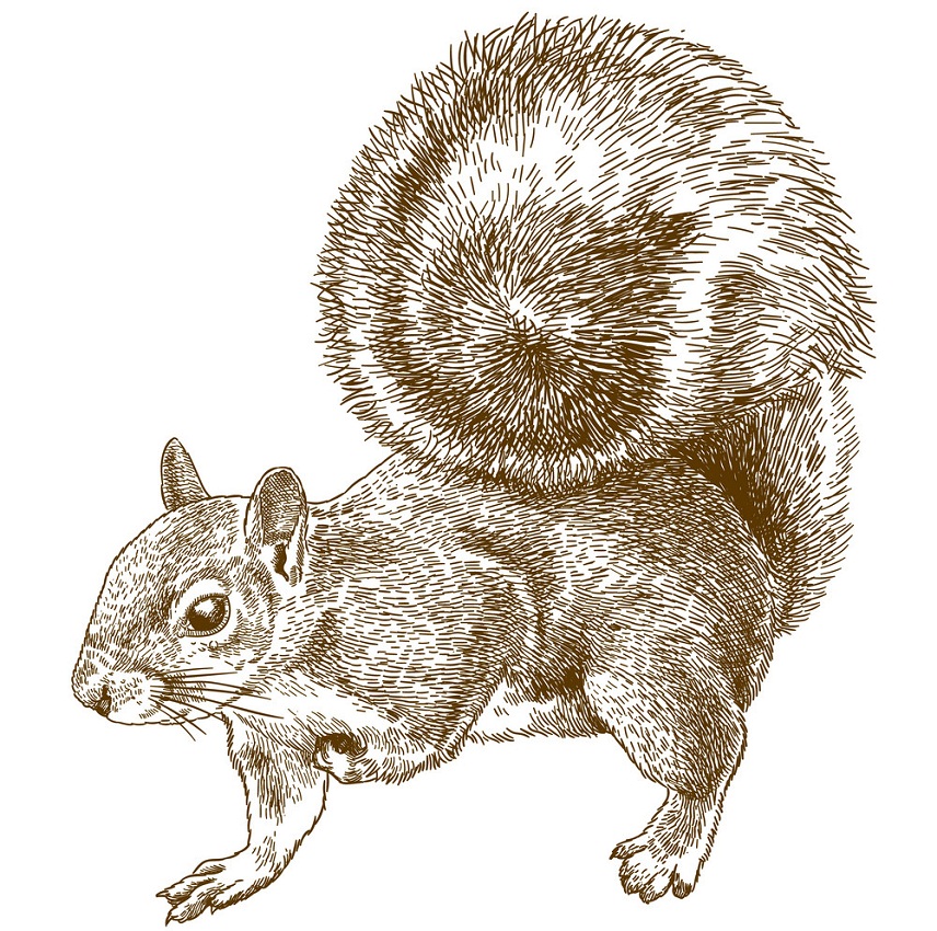 engraving eastern gray squirrel