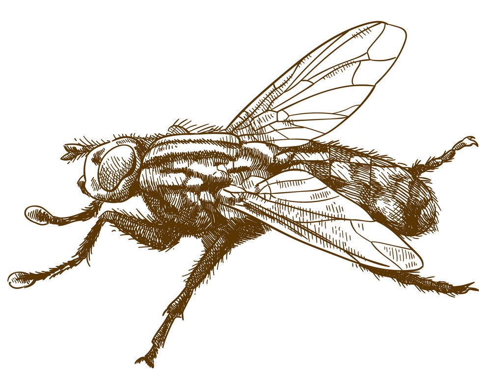 engraving fly
