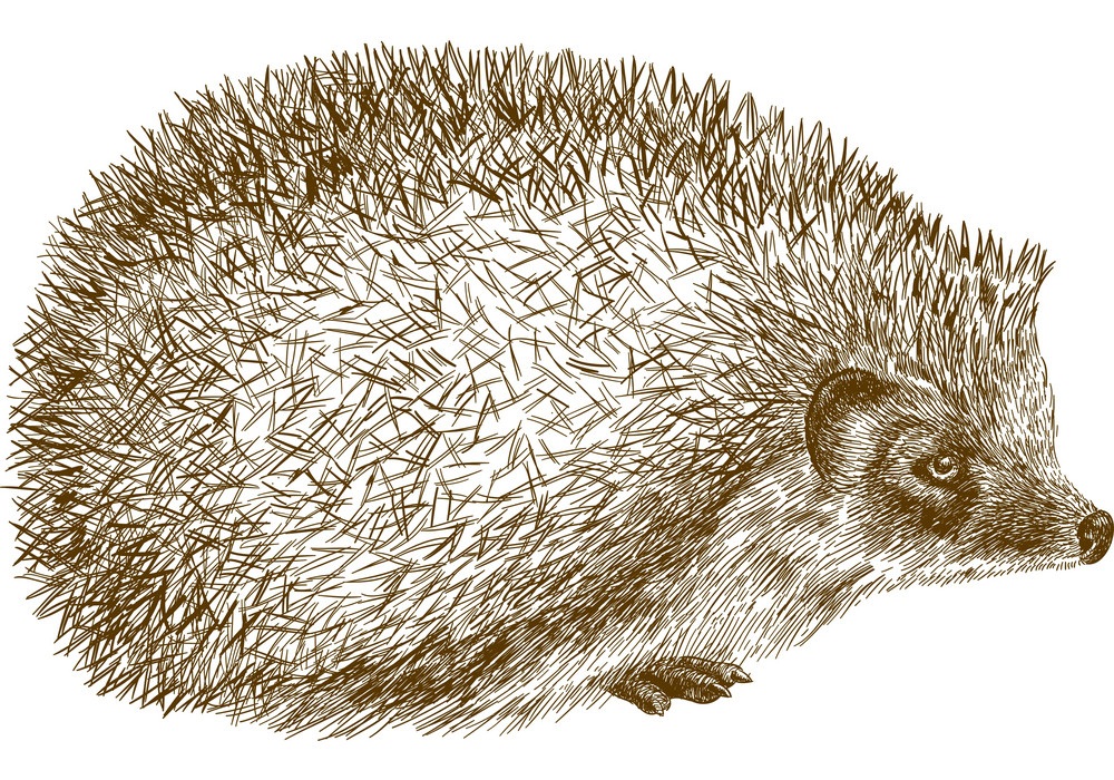 engraving hedgehog