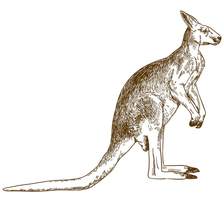 engraving kangaroo