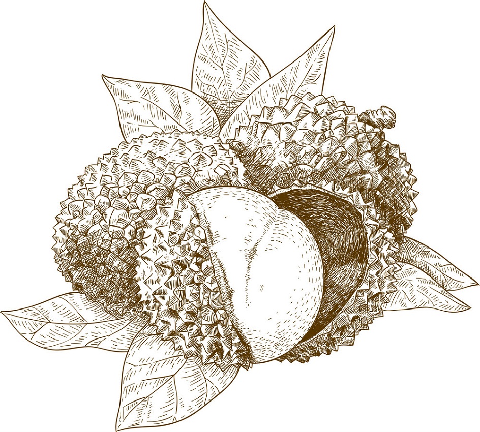 engraving lychee fruit