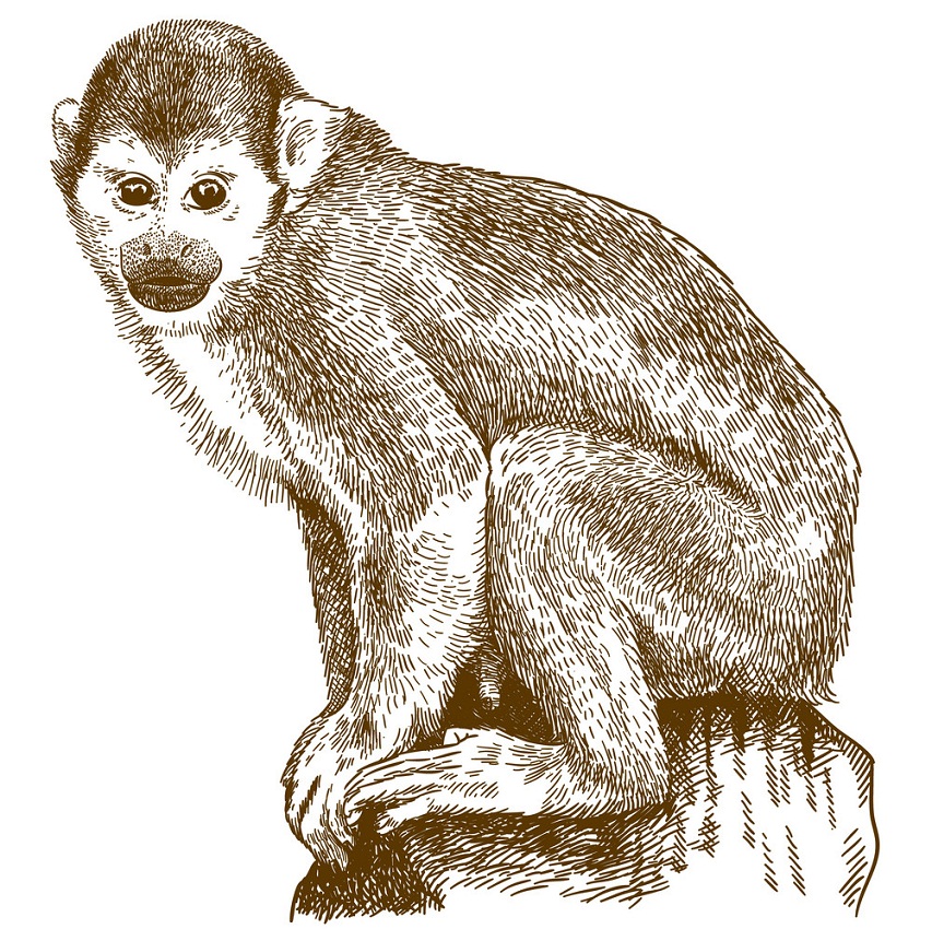 engraving of squirrel monkey