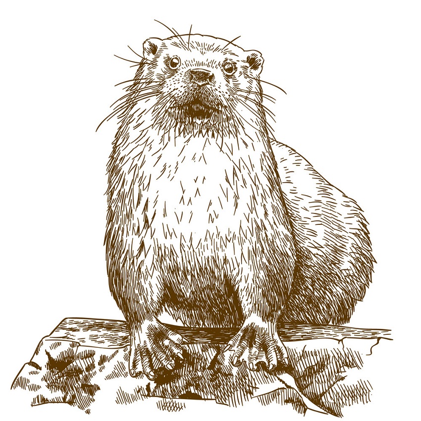 engraving otter 1