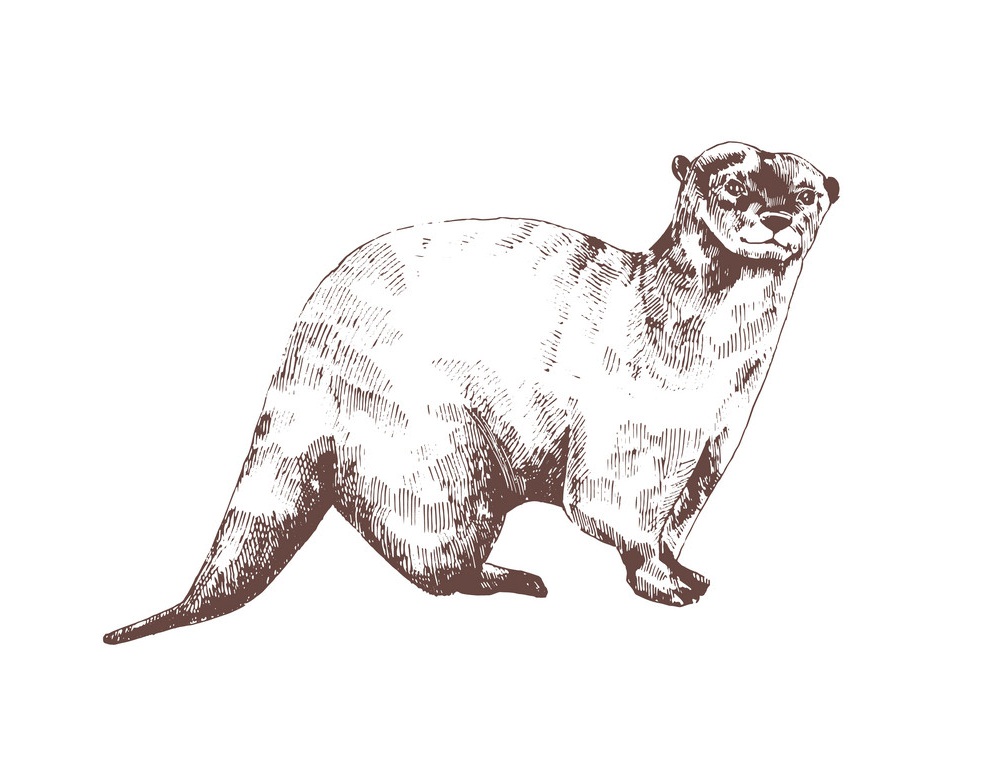 engraving otter