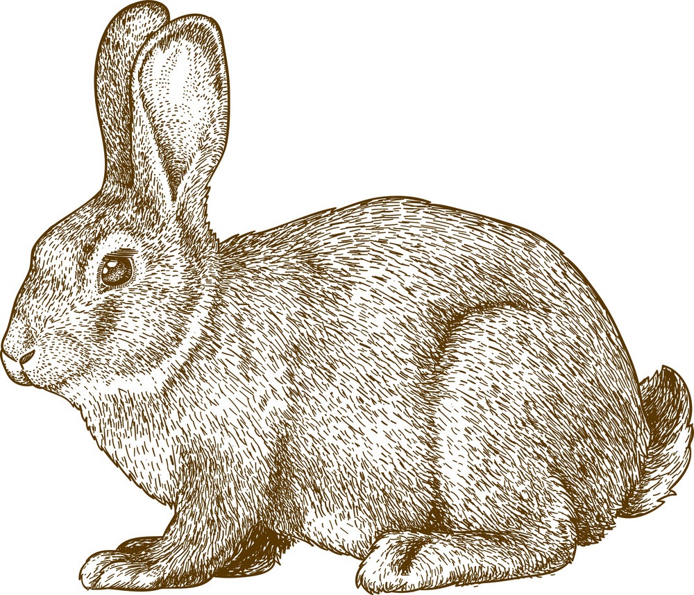 engraving rabbit